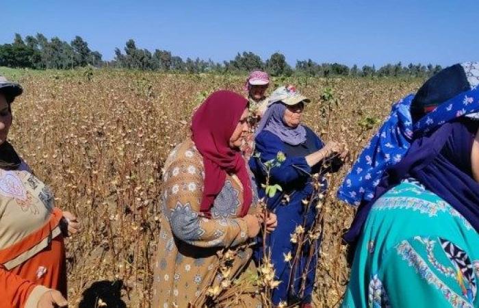 نورت يا قطن النيل .. قصص العمال والمزارعين خلف الذهب الأبيض"