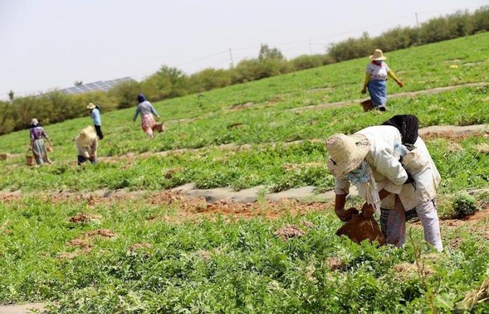 فلاحون يطالبون بـ"الدلاح" في طاطا