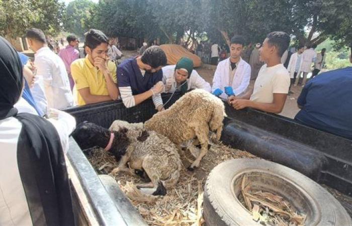 جامعة سوهاج تواصل إطلاق قوافلها البيطرية المجانية لقرية سفلاق