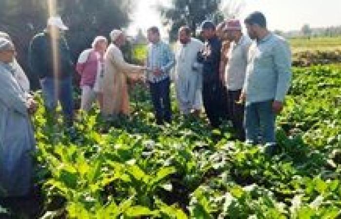 زراعة البحيرة تنظم ندوة إرشادية لتوعية مزارعو بنجر السكر بأهم التوصيات لزيادة المحصول