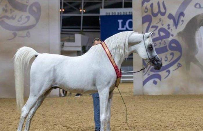 من 19 إلى 22 ديسمبر الجاري.. نادي قطر للسباق والفروسية ينظم بطولة الدوحة الدولية لجمال الخيل