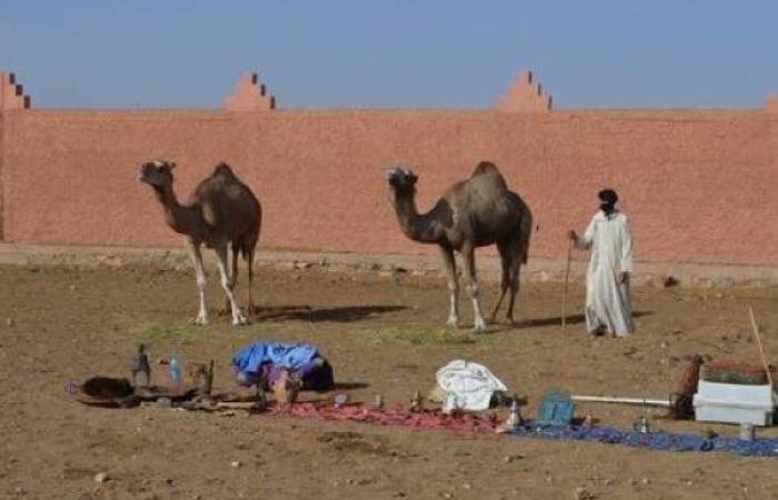 إقصاء كسابة الإبل من الدعم وتعثر قانون المراعي يهدد بـ"اندثار" حياة البدو بالأقاليم الجنوبية