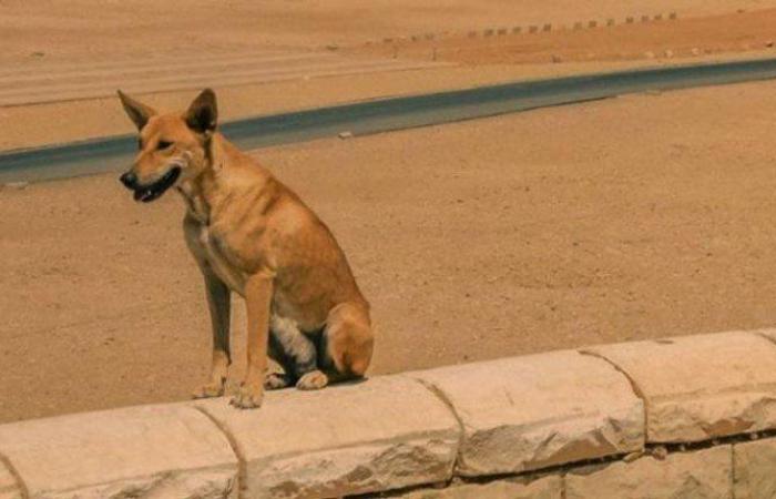 فيديو غريب يُثير غضب المصريين والضحية «كلب».. ما القصة؟