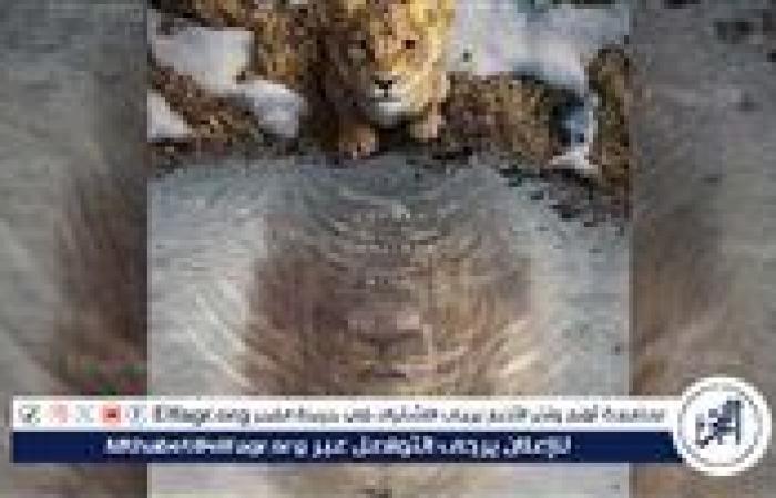 4.5 مليون.. إجمالي إيرادات فيلم Mufasa: The Lion King في دور العرض المصرية