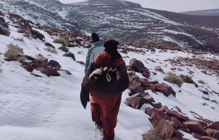 رُحل الجنوب الشرقي المغربي يكابدون برد الشتاء وارتفاع كلفة الأعلاف