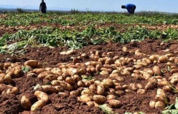 الزراعة: لا توجد أصناف بطاطس أرجوانية بنفسجية مسجلة ومتداولة بصورة اقتصادية وتجارية في مصر