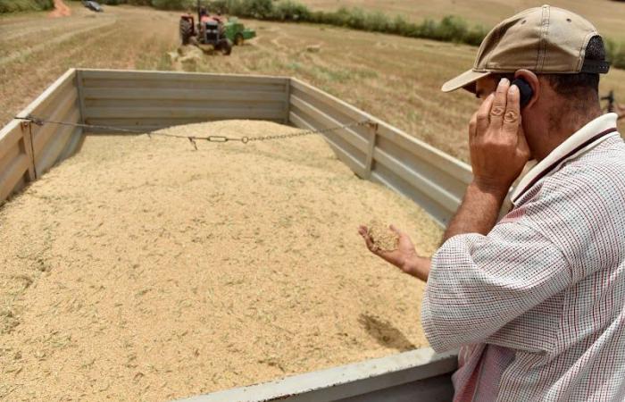 المملكة تراهن على التنوع الاقتصادي في مواجهة الجفاف والإجهاد المائي