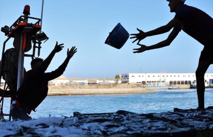 "الراحة البيولوجية" تخلق اضطرابا في تزويد الأسواق المغربية بالسردين