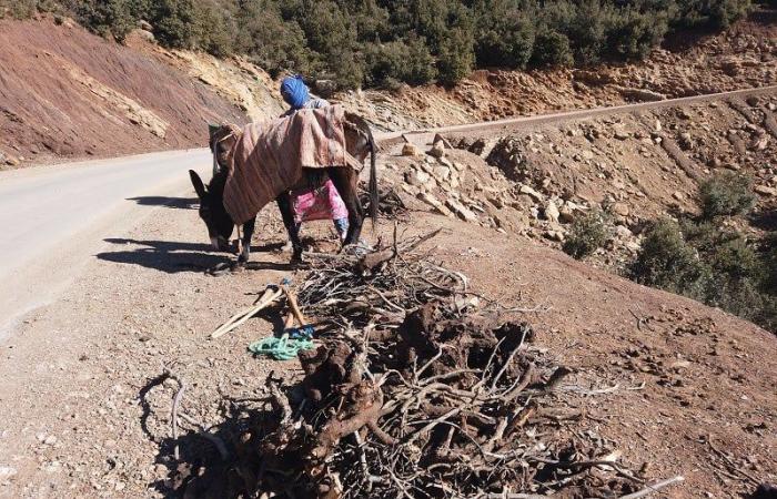 البرد يرفع أثمنة حطب التدفئة بالجبال.. ونشطاء يطالبون بـ"بدائل مناسبة"