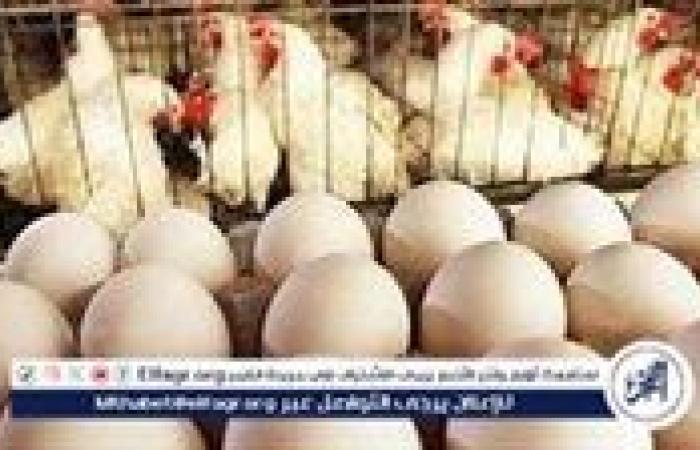 بورصة الدواجن.. أسعار الفراخ البيضاء اليوم السبت 25-1-2024 في قنا